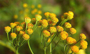 Balsamblad