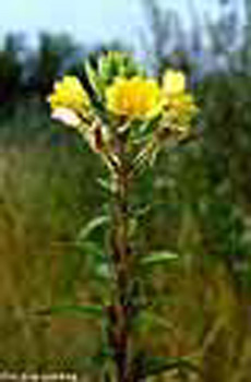 Oenothera