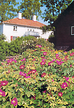 Rufsiga