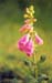 Digitalis