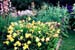 Hemerocallis