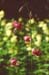 Lilium