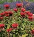 Monarda