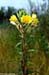 Oenothera